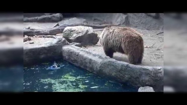 Un gentil oso salva a un cuervo de ahogarse