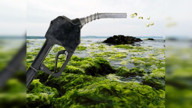 Científicos japoneses empezaron a producir biocombustible de algas marinas
