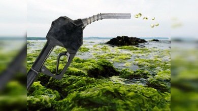 Científicos japoneses empezaron a producir biocombustible de algas marinas