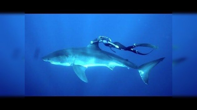 Mujer bucea agarrada 'por amor' a la aleta de un enorme tiburón blanco en Hawái