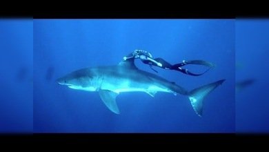 Mujer bucea agarrada 'por amor' a la aleta de un enorme tiburón blanco en Hawái