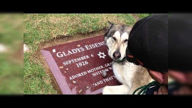 Las lágrimas de este perro no son de cocodrilo