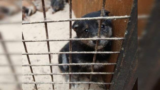 El Gobierno y la sociedad de Rusia dicen NO al maltrato animal
