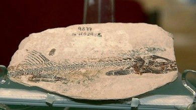 Hallan en México fósil de un pez que vivió hace 90 millones de años
