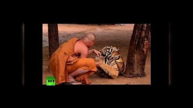 Templo y santuario de tigres en Tailandia