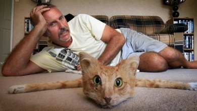 Alfombra de gato, a la venta en Internet por 955 dólares