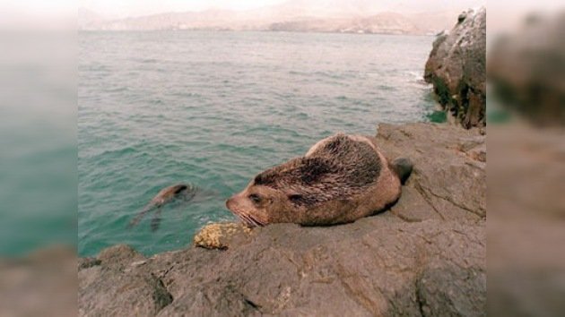 Medioambientalistas ayudan a dos leones marinos a ‘regresar a casa’