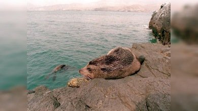 Medioambientalistas ayudan a dos leones marinos a ‘regresar a casa’