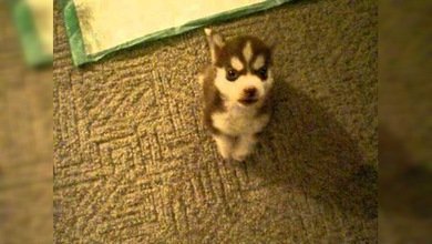 ¿El cachorrito husky mejor adiestrado? Obedece a su dueño con apenas 8 semanas