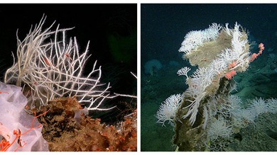 Video: Descubren nuevas especies de esponjas asesinas