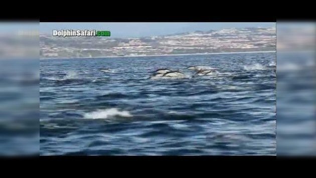 Vasto banco de delfines frente a la costa californiana