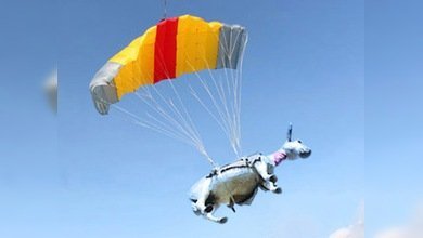 Burra voladora cambia de casa