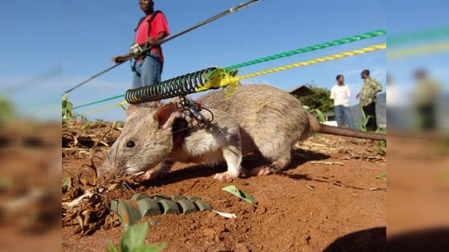 Ratas-zapadoras detectoras de explosivos
