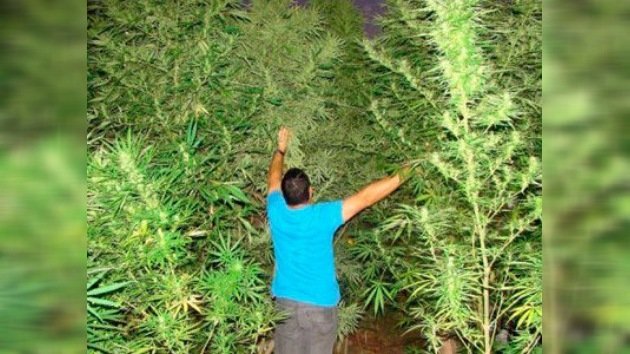 Un pueblo español dice 'sí' a plantar marihuana