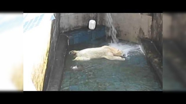 ¡Agua, por fin! o cómo hacer feliz a un oso polar