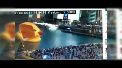 El patito 'de la paz' de Taiwán se desinfló en la víspera de Año Nuevo