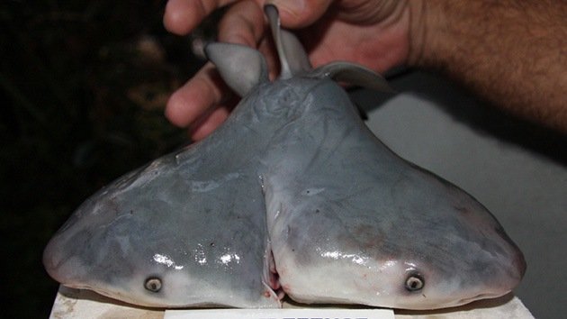 Científicos confirman el descubrimiento de un tiburón toro bicéfalo