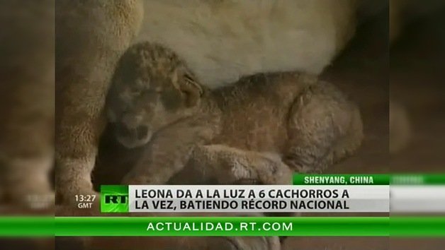 China: leona da a la luz a 6 cachorros a la vez, batiendo récord nacional