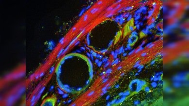 La ciencia: inteligente y hermosa 