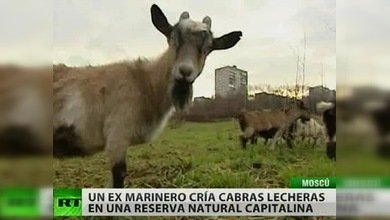 Leche de cabra: amarga para el gobierno de Moscú
