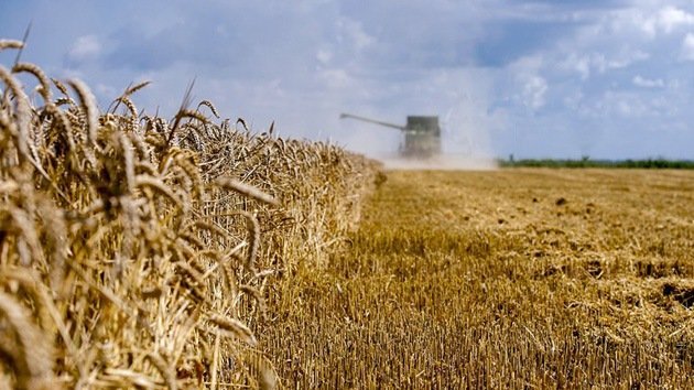 Monsanto compensa a agricultores por haber contaminado su trigo