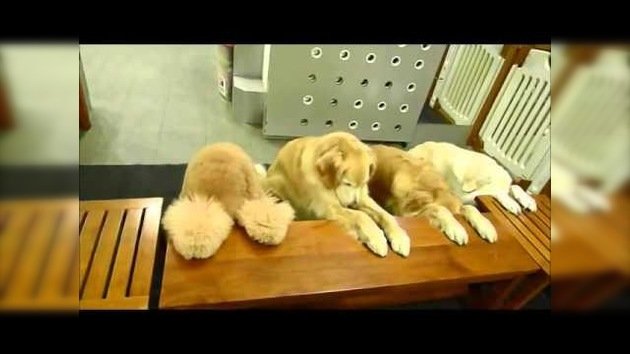 4 perros chinos ‘rezan’ antes de comer y recogen sus platos