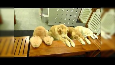 4 perros chinos ‘rezan’ antes de comer y recogen sus platos