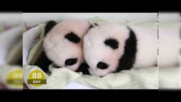 Dos crías recién nacidas de oso panda se ‘agigantan’ en 3 minutos