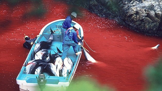 Fotos: Un pueblo japonés famoso por su masacre de delfines abrirá un parque marino