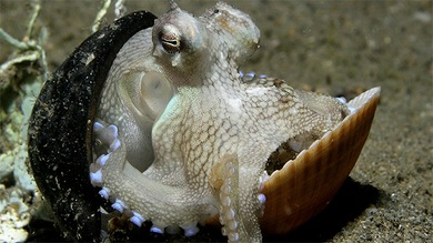 Conozca a los habitantes más extraños y maravillosos de las profundidades oceánicas