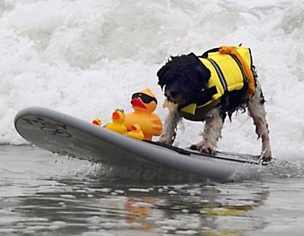 Reunión de perros surfistas en playa de California