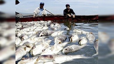 El volcán Taal en Filipinas causa la muerte de 700 toneladas de peces