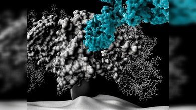 Hallan un anticuerpo capaz de penetrar el 'escudo' del VIH