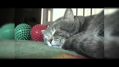 Cuando el amo tose, el gato dormido ‘grazna’