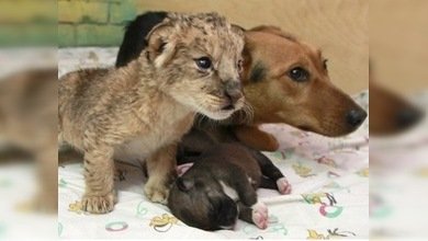 En un zoo siberiano una perra adopta a una cahorra leona