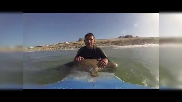 Una foca con vocación de surfista