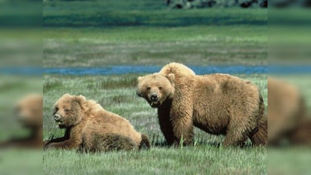 A los osos de Yellowstone ya no les basta con llevarse la cesta