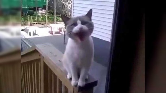 El gato más hablador del mundo