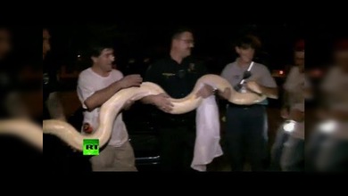 Encuentran a una pitón de cuatro metros y varios esqueletos en un cobertizo de Florida