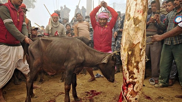 Imágenes estremecedoras: Sacrificio masivo de animales en honor a una diosa en Nepal