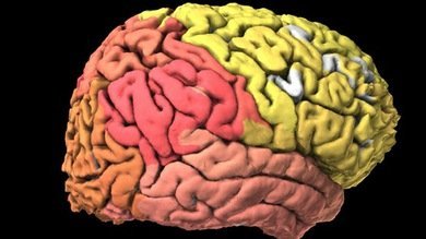 Crean el primer atlas interactivo del cerebro