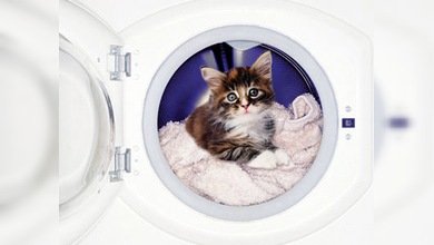 Tras una hora de ciclo de lavado, increíblemente una gatita sale viva