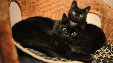 Gato encerrado: arrestan a un italiano por comer felinos