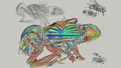 Las entrañas de una mosca, premio a la mejor imagen