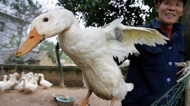 ONU: El nuevo brote de gripe aviar requiere una mayor protección