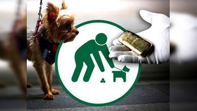 ¿Cómo convertir los excrementos de perro en oro?
