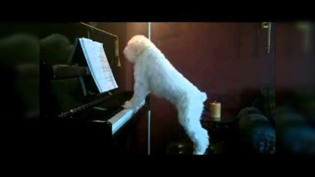 El perro pianista y cantante