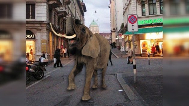 Elefante paseó por centro de negocios suizo