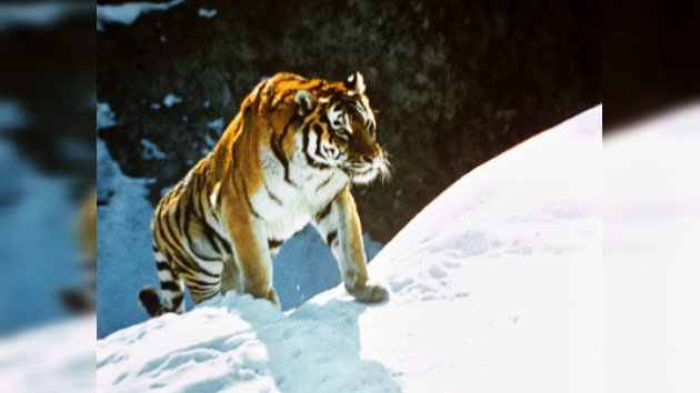 Rusia y China firman acuerdo para proteger a los tigres de Amur