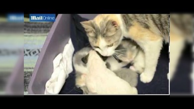 Una gata cuida y alimenta a un pitbull abandonado como a uno de sus cachorros
